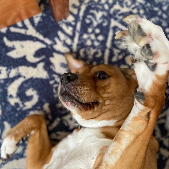 Meet your Posher, Gianna - Picture 1 of 1